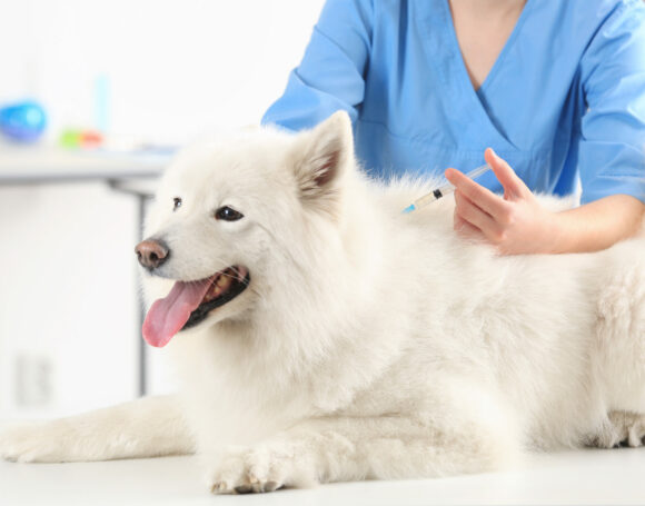 Veterinarian giving injection to dog in clinic