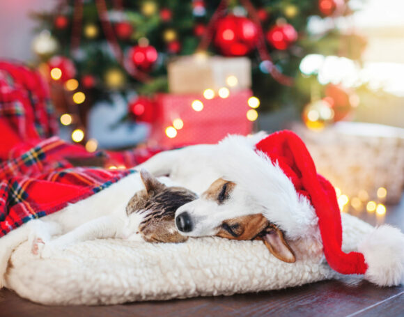 Cat and dog sleeping under christmas tree