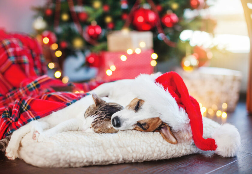 Cat and dog sleeping under christmas tree