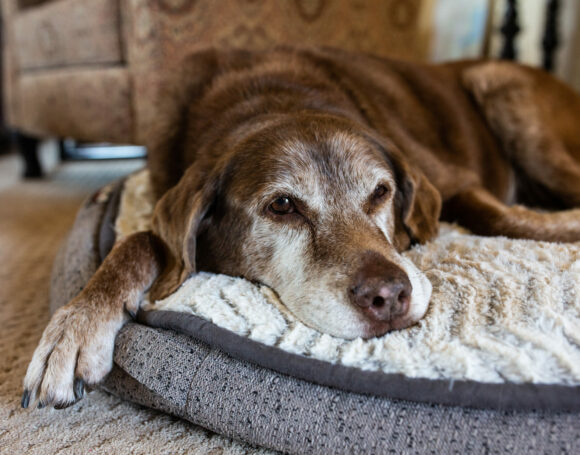 Old dog comfortable on dog bed