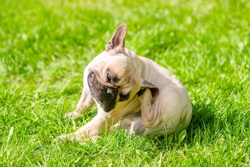 Pug,Puppy,Itches,Itself,On,Green,Summer,Grass