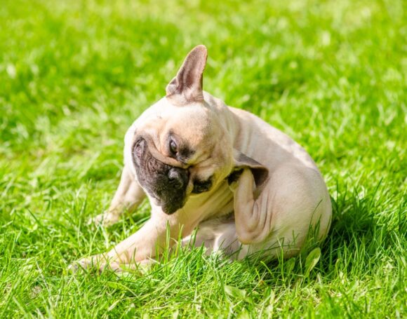 Pug,Puppy,Itches,Itself,On,Green,Summer,Grass