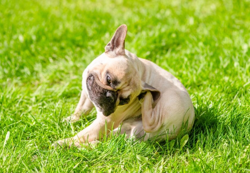 Pug,Puppy,Itches,Itself,On,Green,Summer,Grass