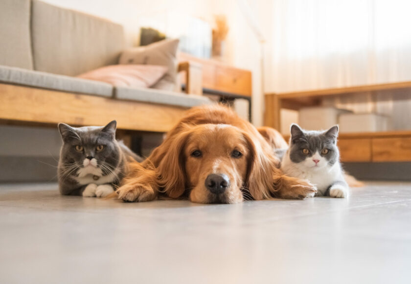 Golden Hound and British short-haired cat