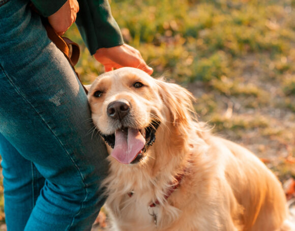 golden retriever dog on autumn leaves background outdoors.