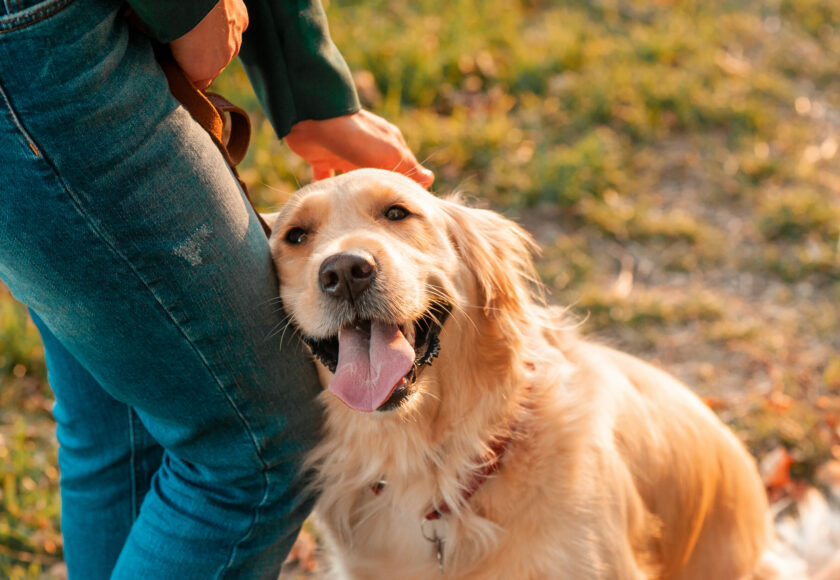 golden retriever dog on autumn leaves background outdoors.